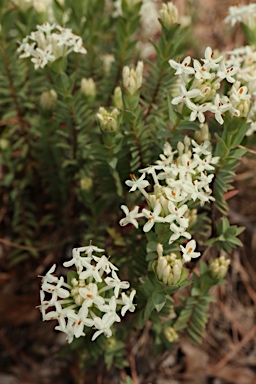 APII jpeg image of Pimelea linifolia subsp. linifolia  © contact APII