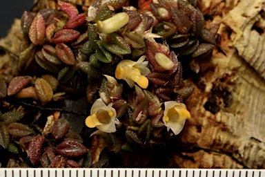 APII jpeg image of Dockrillia toressae  © contact APII