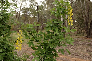 APII jpeg image of Laburnum anagyroides  © contact APII
