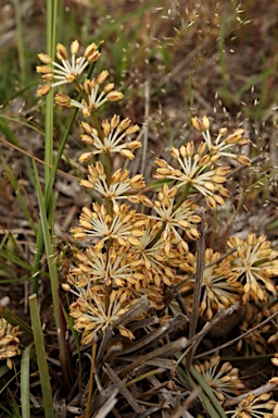 APII jpeg image of Lomandra multiflora  © contact APII