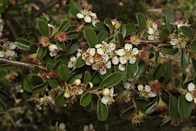 APII jpeg image of Cotoneaster rotundifolius  © contact APII