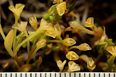 APII jpeg image of Montia fontana subsp. chondrosperma  © contact APII