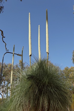 APII jpeg image of Xanthorrhoea glauca  © contact APII