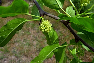 APII jpeg image of Maclura pomifera  © contact APII