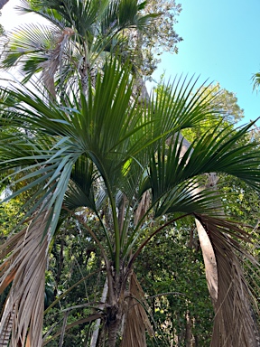 APII jpeg image of Howea belmoreana  © contact APII