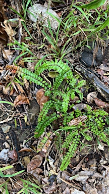 APII jpeg image of Adiantum hispidulum  © contact APII