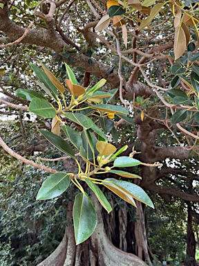 APII jpeg image of Ficus macrophylla f. columnaris  © contact APII