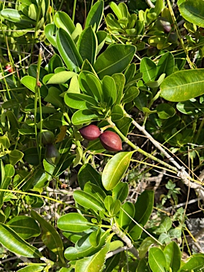 APII jpeg image of Ochrosia elliptica  © contact APII