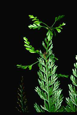 APII jpeg image of Asplenium bulbiferum  © contact APII