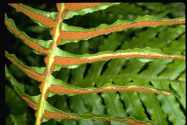 APII jpeg image of Blechnum cartilagineum  © contact APII