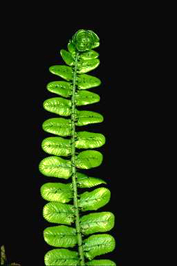 APII jpeg image of Blechnum fluviatile  © contact APII