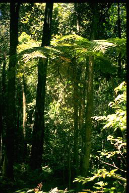 APII jpeg image of Cyathea leichardtiana  © contact APII