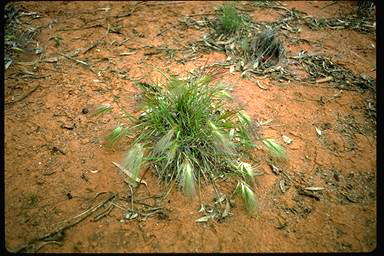 APII jpeg image of Aristida behriana  © contact APII