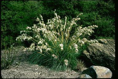 APII jpeg image of Cymbopogon obtectus  © contact APII