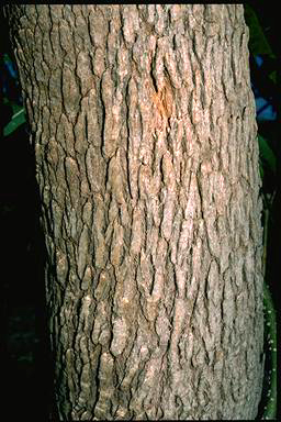 APII jpeg image of Corymbia ptychocarpa  © contact APII