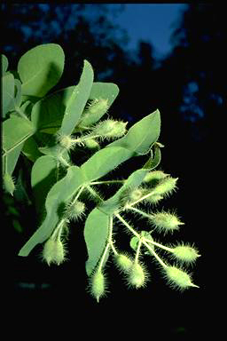 APII jpeg image of Corymbia setosa  © contact APII