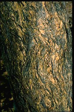 APII jpeg image of Eucalyptus phoenicea  © contact APII