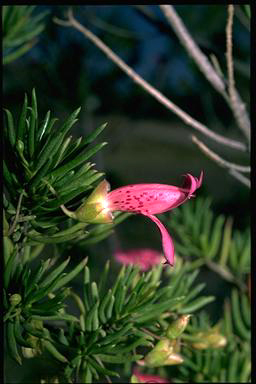 APII jpeg image of Eremophila alternifolia  © contact APII