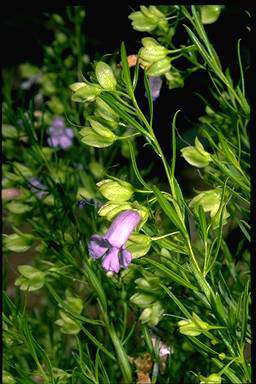 APII jpeg image of Eremophila gibsonii  © contact APII