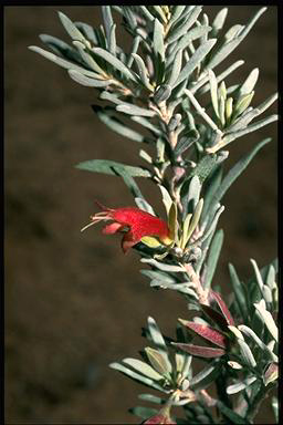 APII jpeg image of Eremophila latrobei  © contact APII