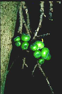 APII jpeg image of Ficus hispida  © contact APII