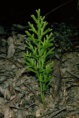 APII jpeg image of Lycopodium deuterodensum  © contact APII