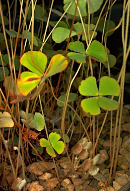 APII jpeg image of Marsilea drummondii  © contact APII