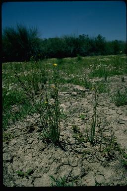 APII jpeg image of Bulbine semibarbata  © contact APII