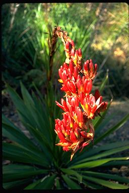 APII jpeg image of Doryanthes palmeri  © contact APII