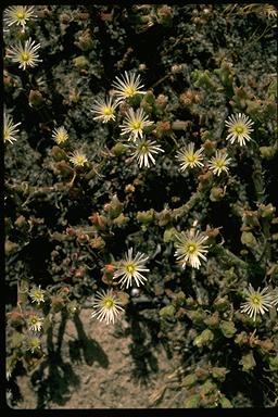 APII jpeg image of Mesembryanthemum nodiflorum  © contact APII