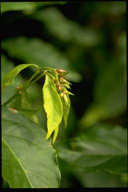 APII jpeg image of Achyranthes arborescens  © contact APII