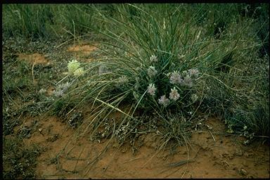 APII jpeg image of Ptilotus nobilis subsp. semilanatus  © contact APII