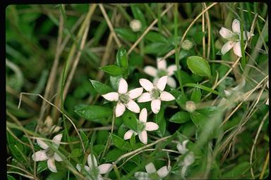 APII jpeg image of Rhytidosporum alpinum  © contact APII