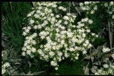 APII jpeg image of Stellaria pungens  © contact APII