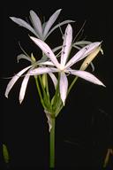 Crinum angustifolium - click for larger image