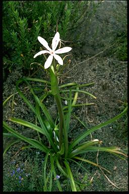 APII jpeg image of Crinum angustifolium  © contact APII