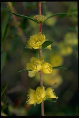 APII jpeg image of Hypocalymma xanthopetalum  © contact APII