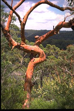 APII jpeg image of Angophora costata  © contact APII