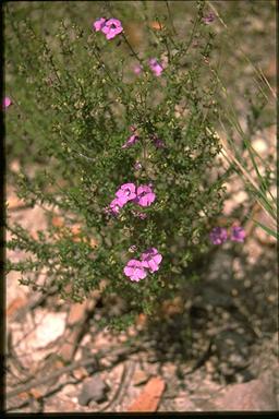 APII jpeg image of Prostanthera howelliae  © contact APII