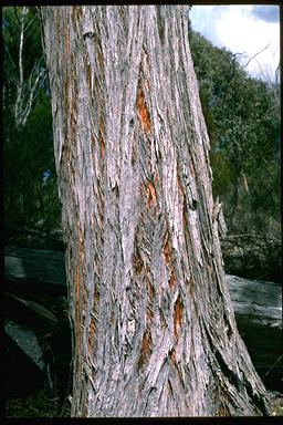 APII jpeg image of Eucalyptus caliginosa  © contact APII