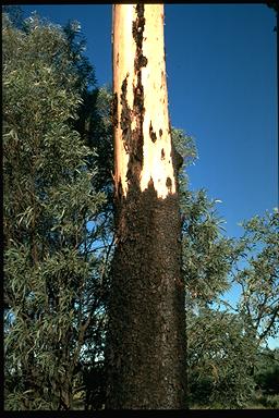 APII jpeg image of Eucalyptus cambageana  © contact APII