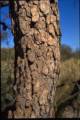 APII jpeg image of Corymbia deserticola  © contact APII