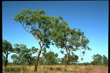 APII jpeg image of Corymbia erythrophloia  © contact APII