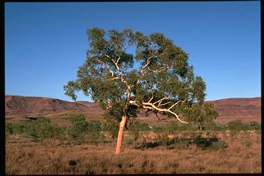 APII jpeg image of Corymbia hamersleyana  © contact APII