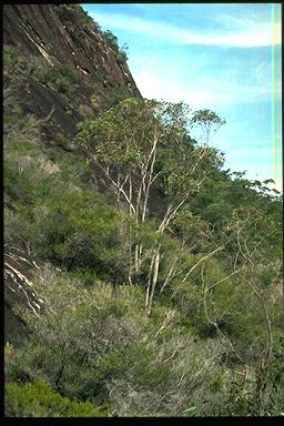 APII jpeg image of Eucalyptus kabiana  © contact APII