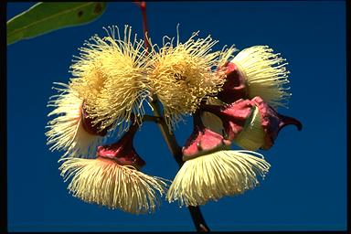 APII jpeg image of Eucalyptus kingsmillii  © contact APII