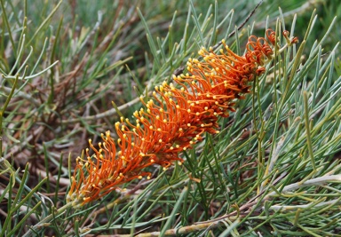 APII jpeg image of Grevillea 'Thorny Devil'  © contact APII