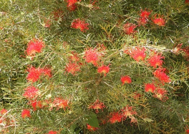 APII jpeg image of Grevillea 'Tirari Blaze'  © contact APII