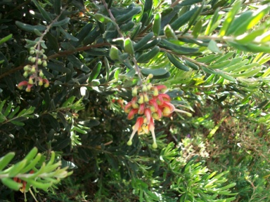 APII jpeg image of Grevillea 'Spider Mist'  © contact APII