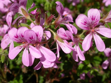 APII jpeg image of Pelargonium 'Applause'  © contact APII